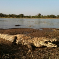 Crocodiles in Africa